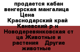 продается кабан венгерская мангалица › Цена ­ 25 000 - Краснодарский край, Каневский р-н, Новодеревянковская ст-ца Животные и растения » Другие животные   